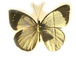 Delias microsticta Gynandromorph1 (Internet Image property of respective owner, non-commercial use only)